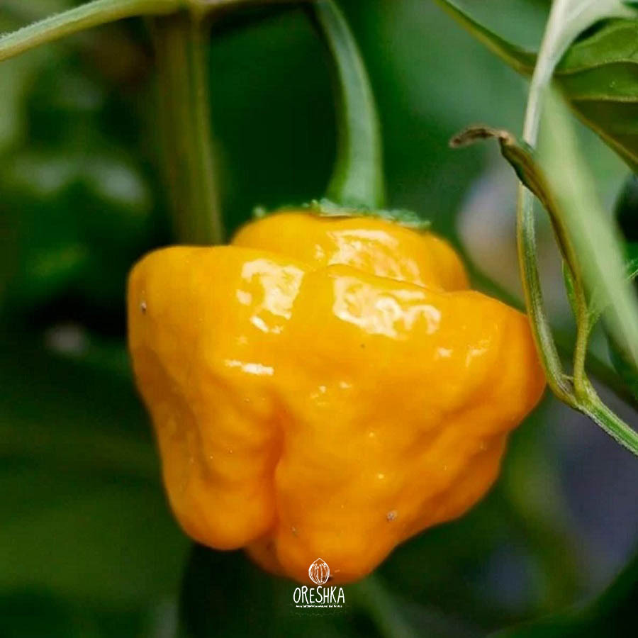 Seeds of Hot pepper Jamaican orange (Capsicum) — 5 pcs