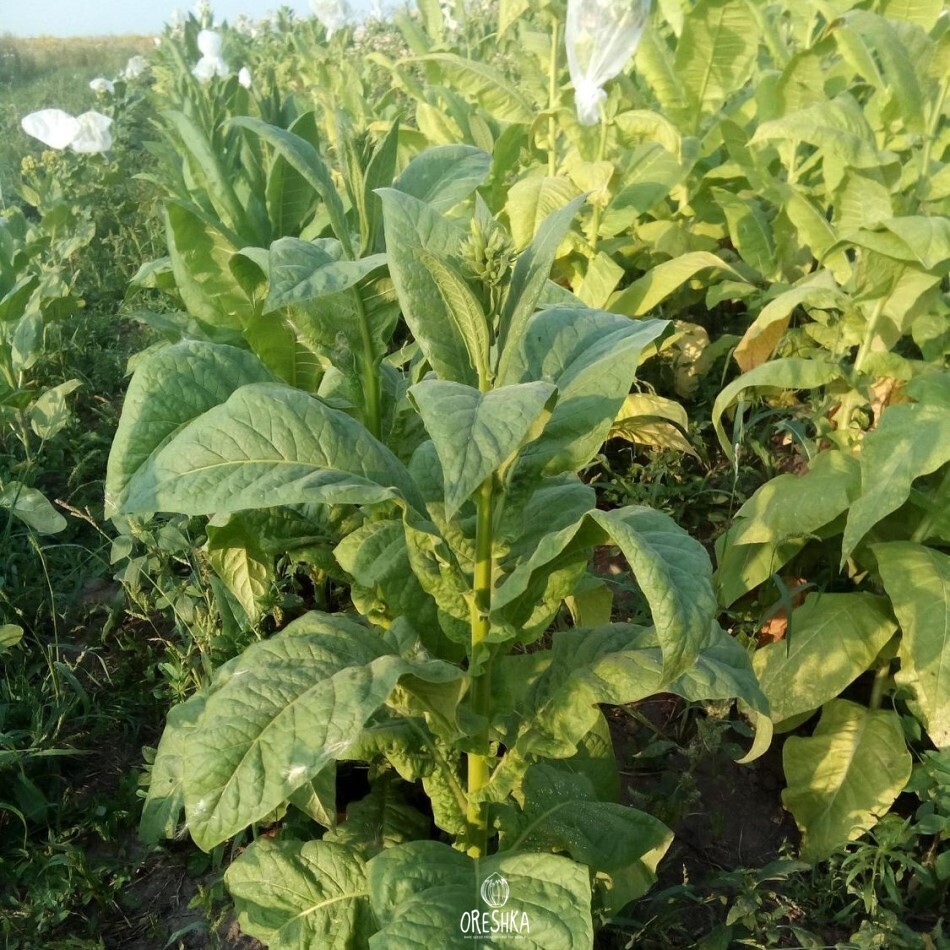 Seeds of Tobacco KU 190 (Nicotiana tabacum) — 300 pcs