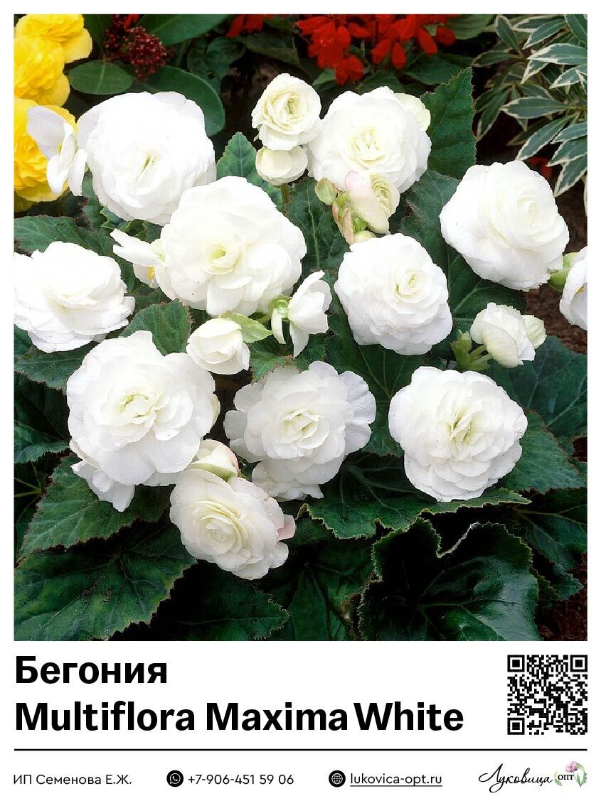 Бегония Multiflora Maxima White