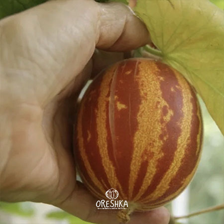 Vietnamese melon orange yellow striped small fruit harvest vine