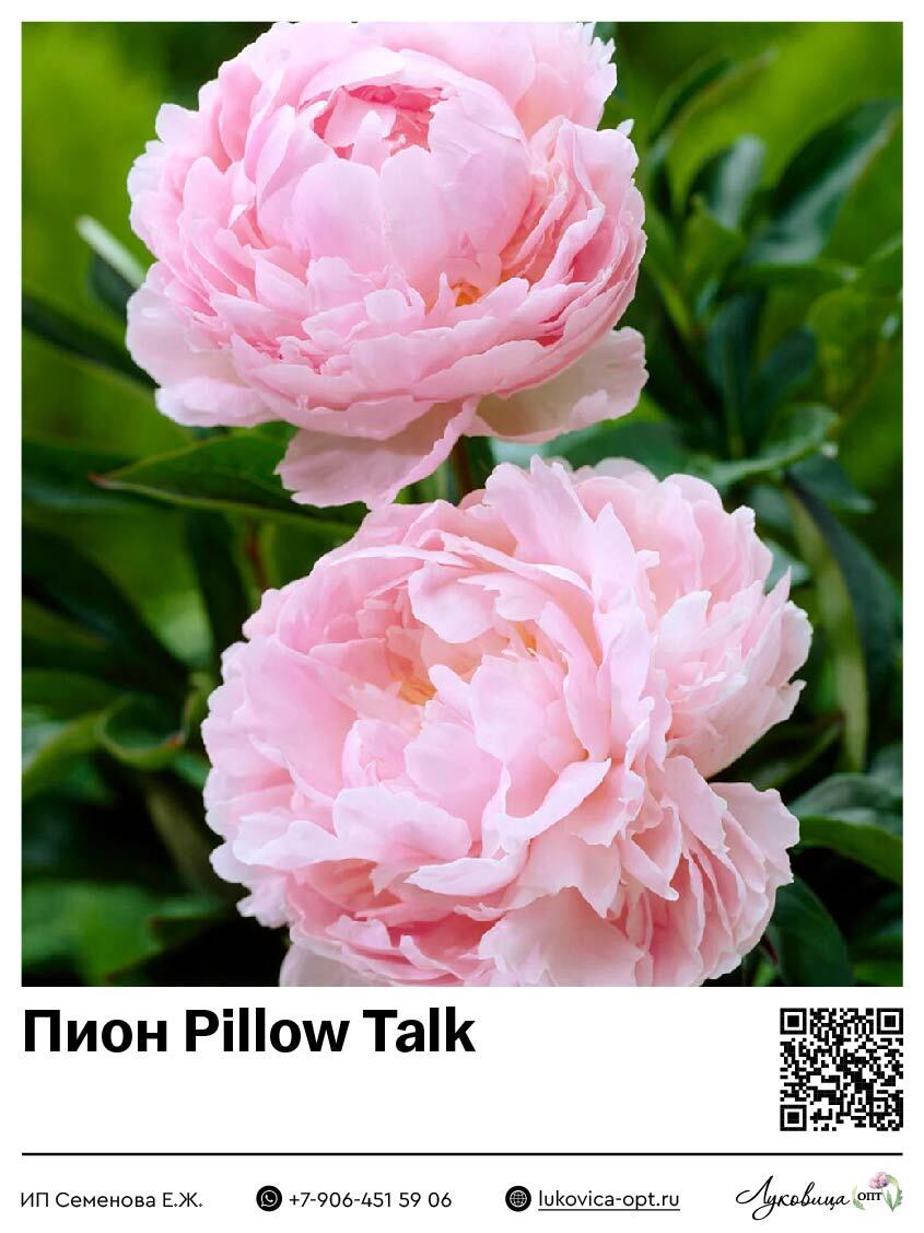 Пион Pillow Talk