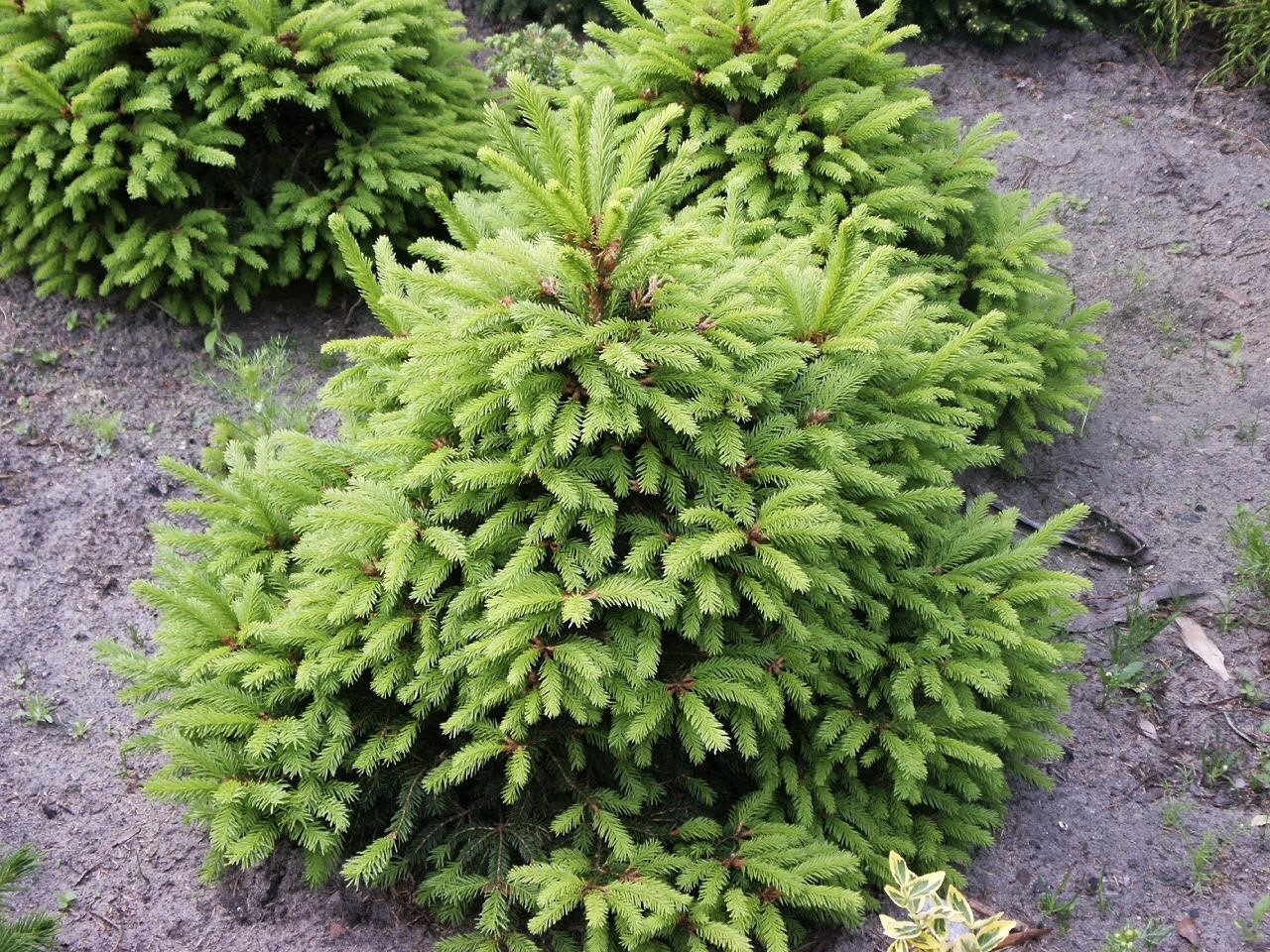 Ель европейская Picea Abies