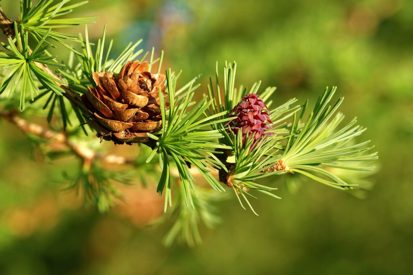 Лиственница Даурская. Лиственница Сибирская Larix sibirica. Лиственница Сибирская (Larix sibirica Ledeb.). Лиственница Сибирская и Даурская.