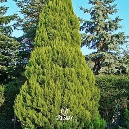 Seeds of Cypress Himalayan Torulosa (Cupressus torulosa) — 50 pcs