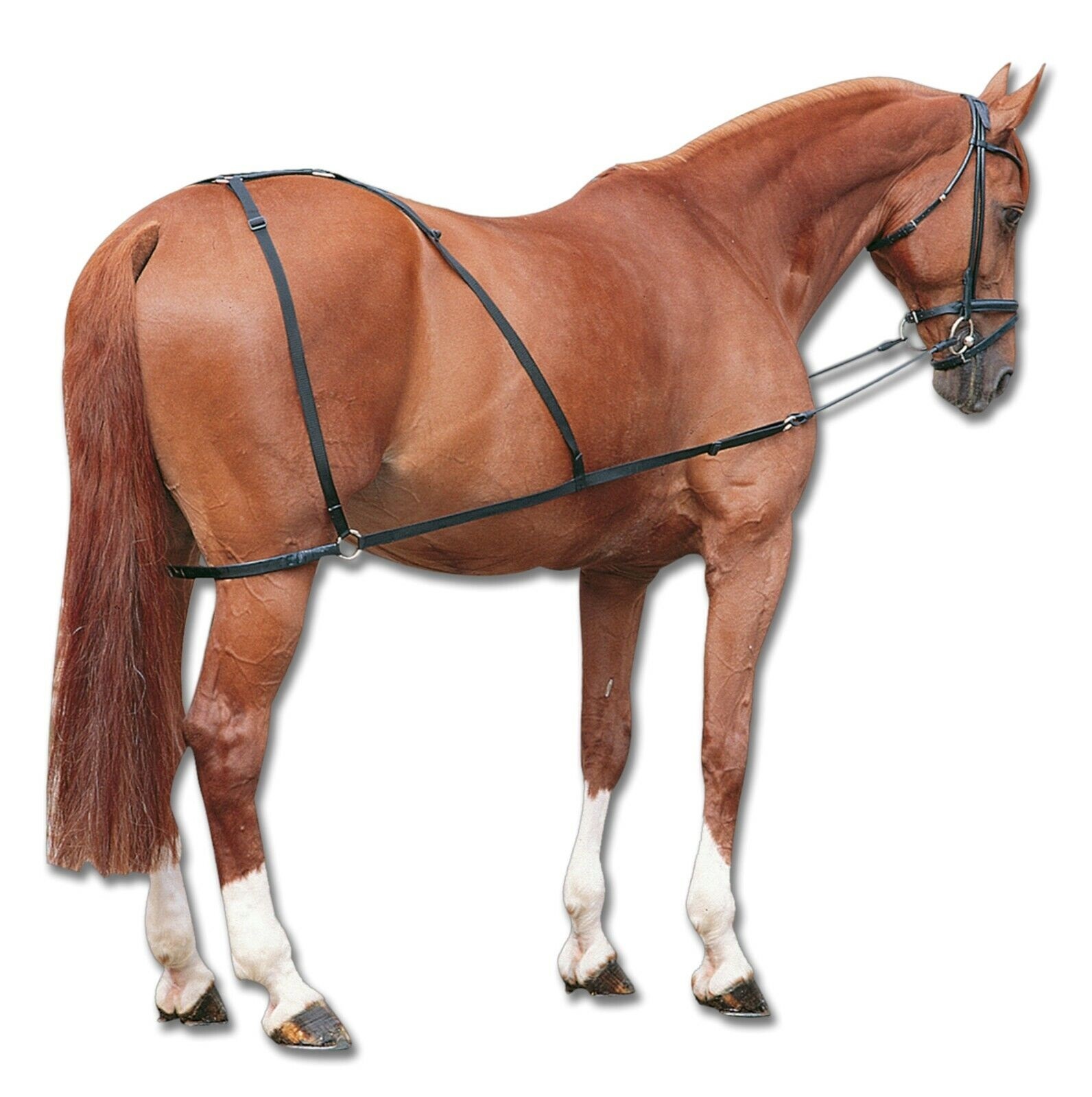 Шлея под хвостом лошади. Шлея под хвост попала что это. Дышло упряжь. Система пессоа для лошади. Система пессоа.