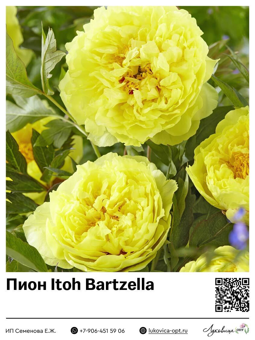 Пион Itoh Bartzella