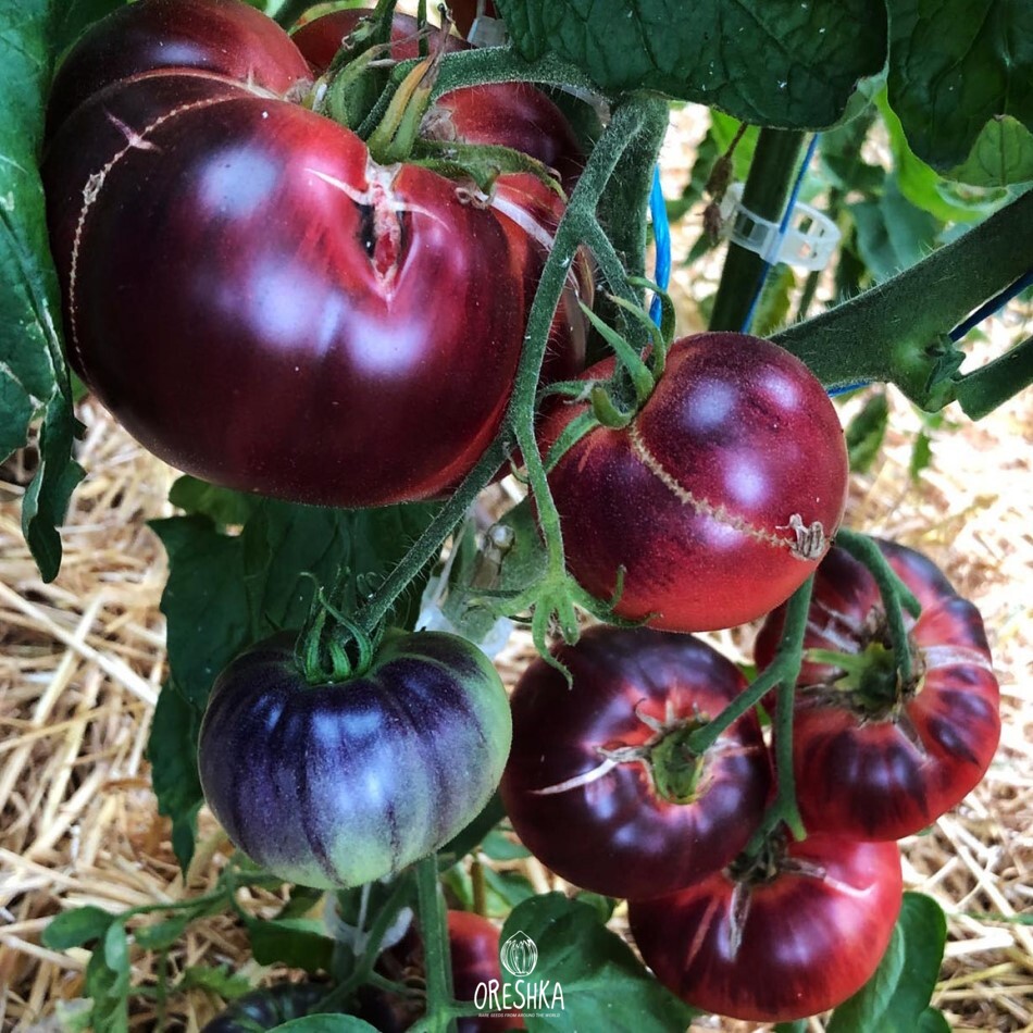 Томат мисс форье характеристика и отзывы. Томат мисс фурье. Томат мисс форье характеристика. Томат мадемуазель фурье. Томат мисс форье характеристика и отзывы.