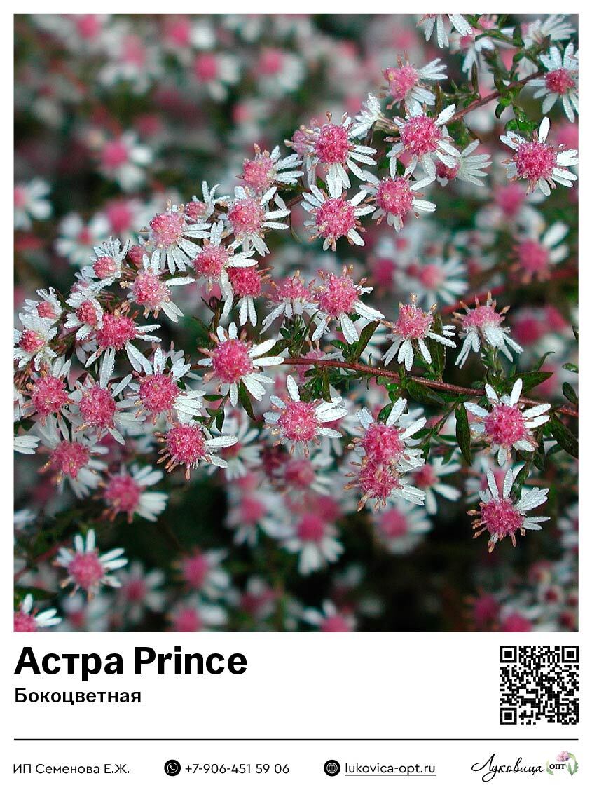 Астра Prince (Бокоцветная) 1 шт