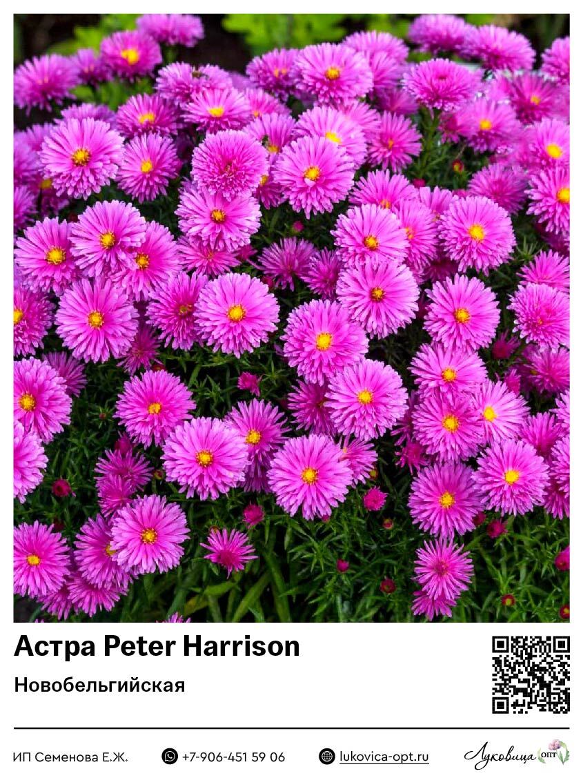 Астра Peter Harrison (Кустарниковая) 1 шт