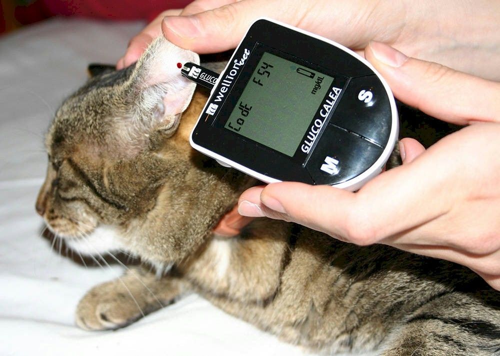 Сахар крови у кошки. Глюкометр Wellion Gluco Calea. Глюкометр для животных. Глюкометр ветеринарный. Глюкометр для кота.