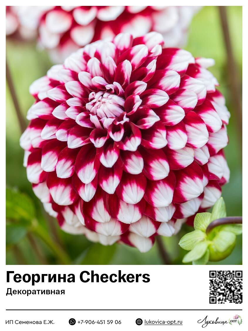 Георгина Checkers (Декоративная) 1 шт