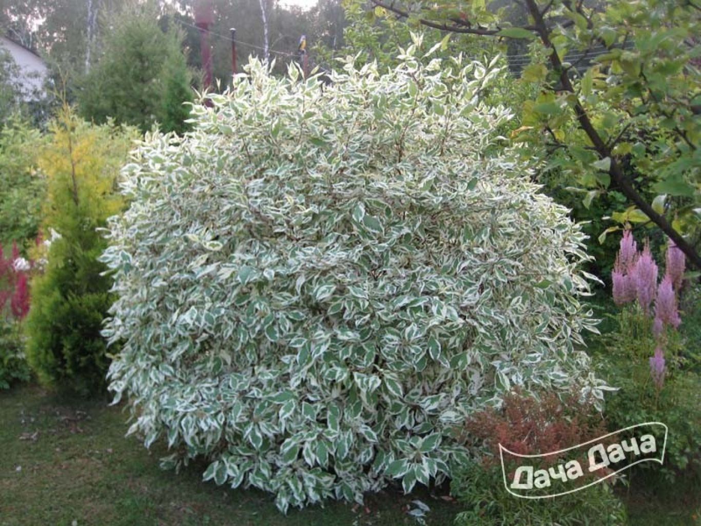 Дерен белый элегантиссима купить. Дёрен белый sibirica variegata. Дерен Элегантиссима. Дерен Argenteomarginata.