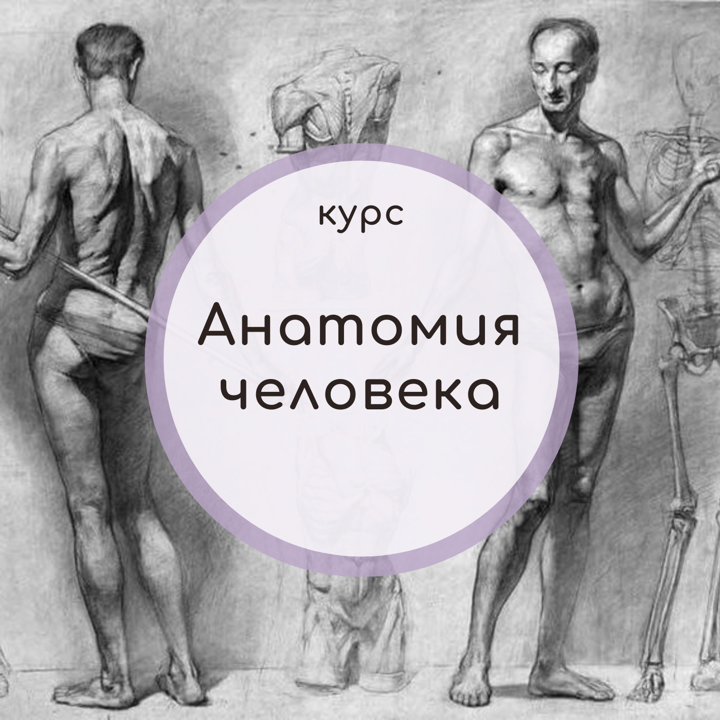 Общий курс анатомии. Общий курс анатомии