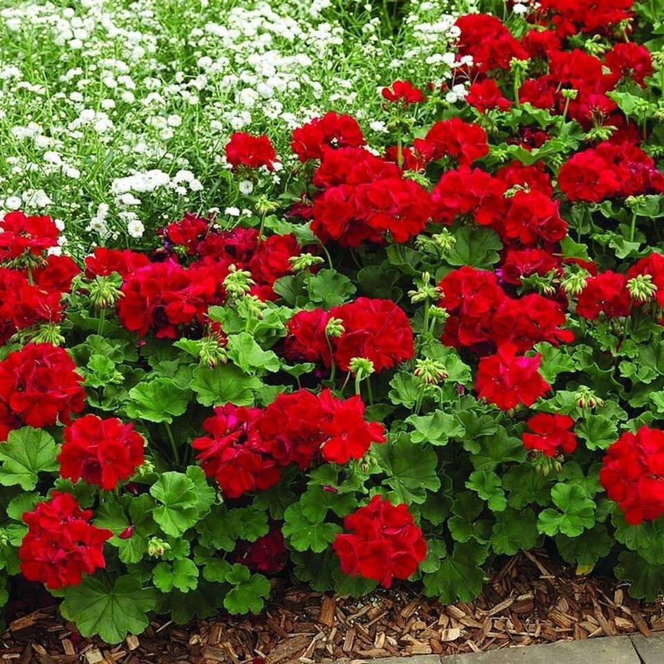 Герань балконная Легенда