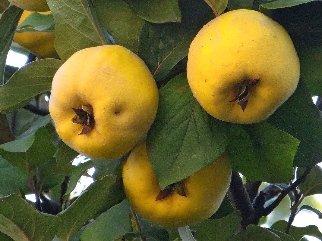 Айва дерево фото плоды