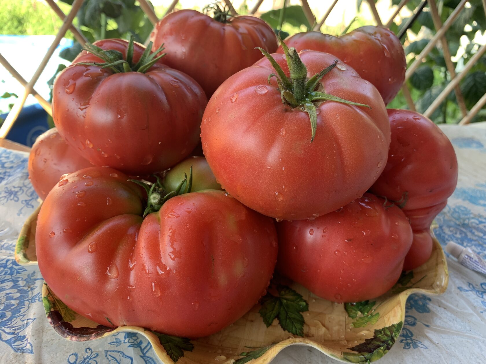 Сорт помидор колхозница. Коллекционные томаты. Томат восхитительный Хой. Томат колхозница фото.