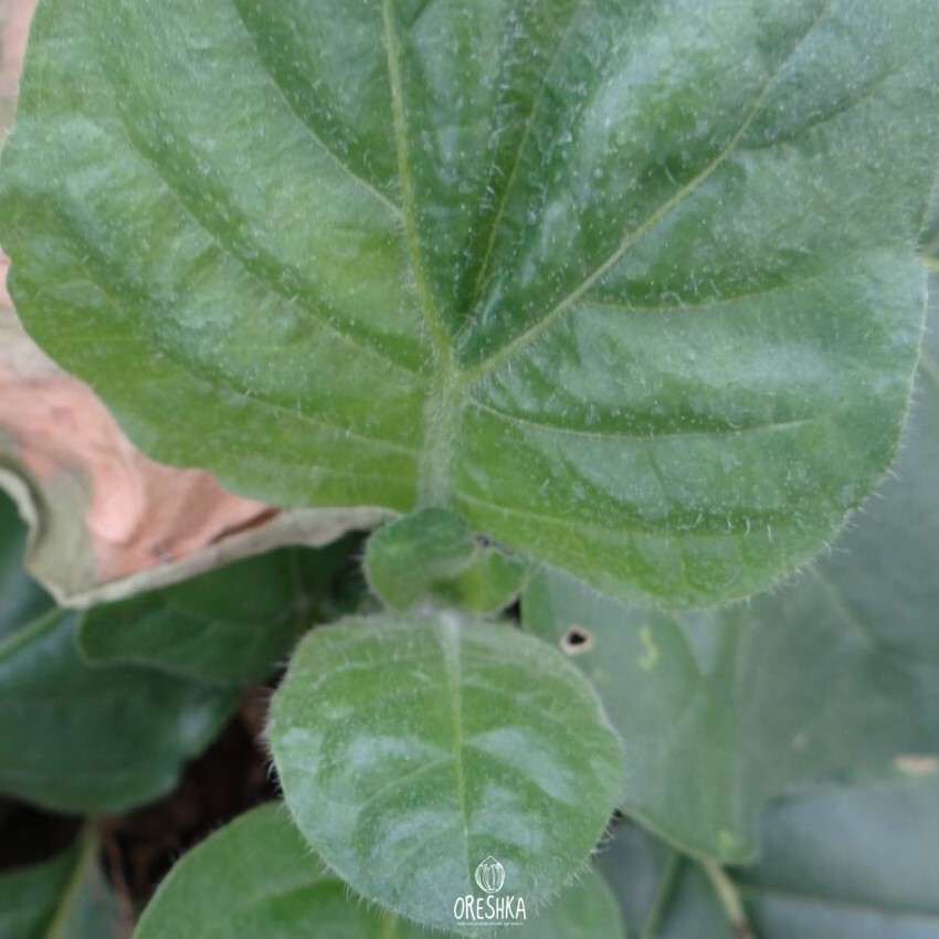 Seeds of shag dmitrovskaya (Nicotiana tabacum) — 300 pcs