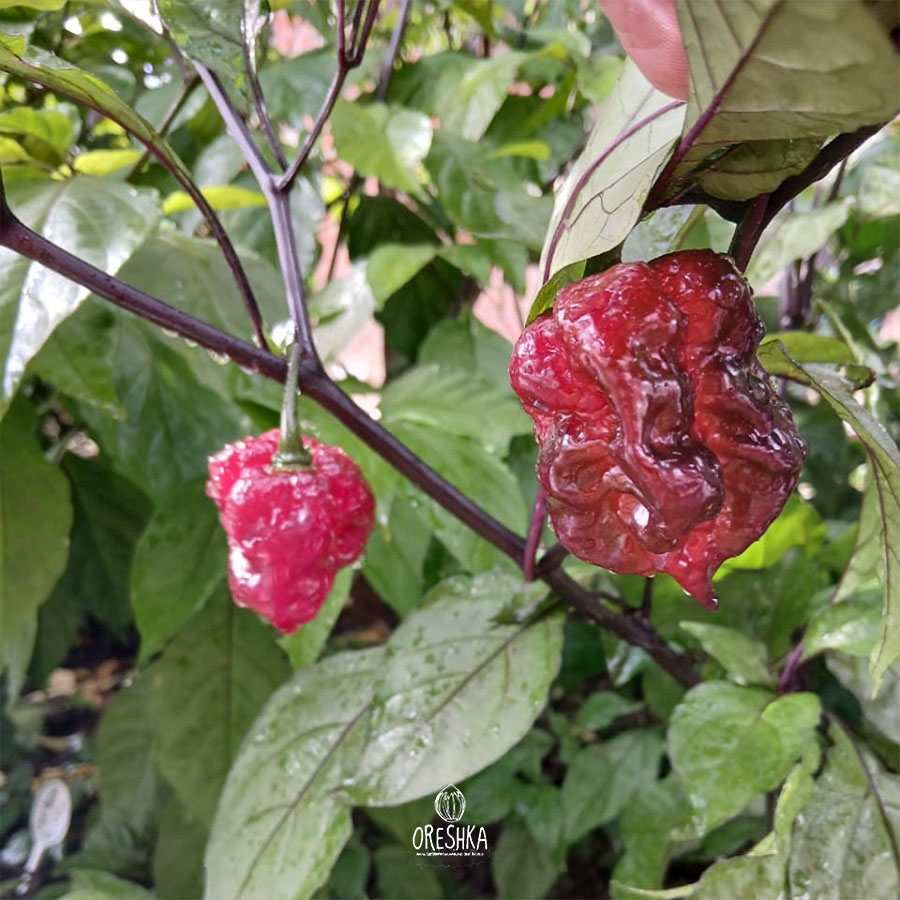 Seeds of Hot pepper Orion (Capsicum)