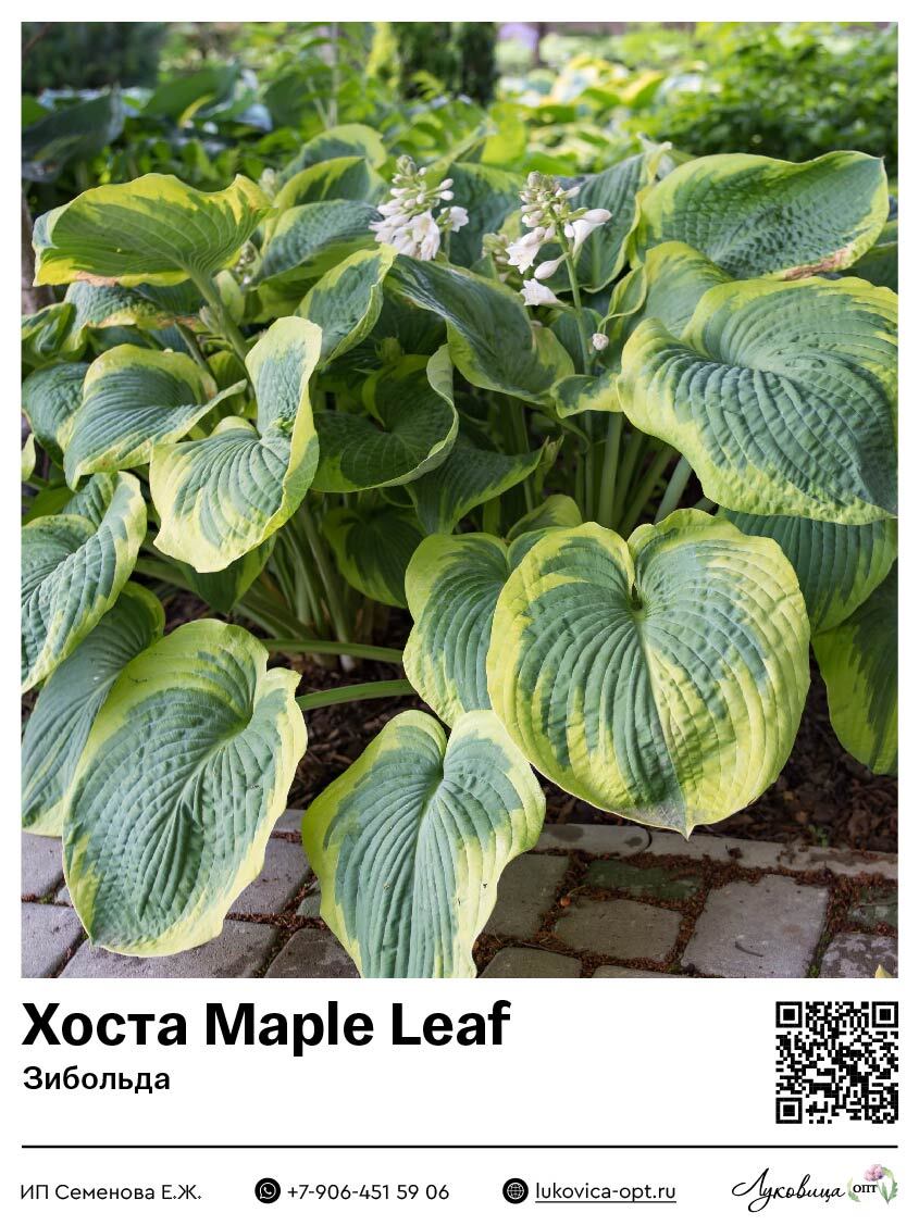 Хоста Maple Leaf (Зибольда)