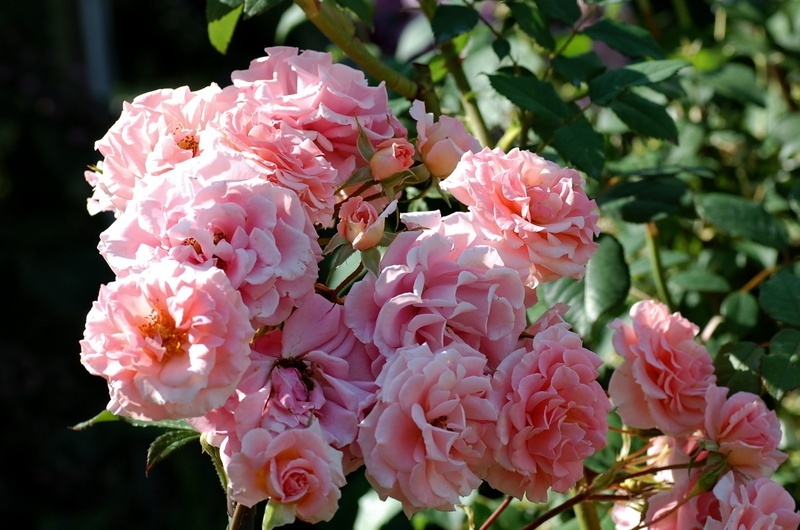 Профиль пользователя - enigma852006 - Энциклопедия роз