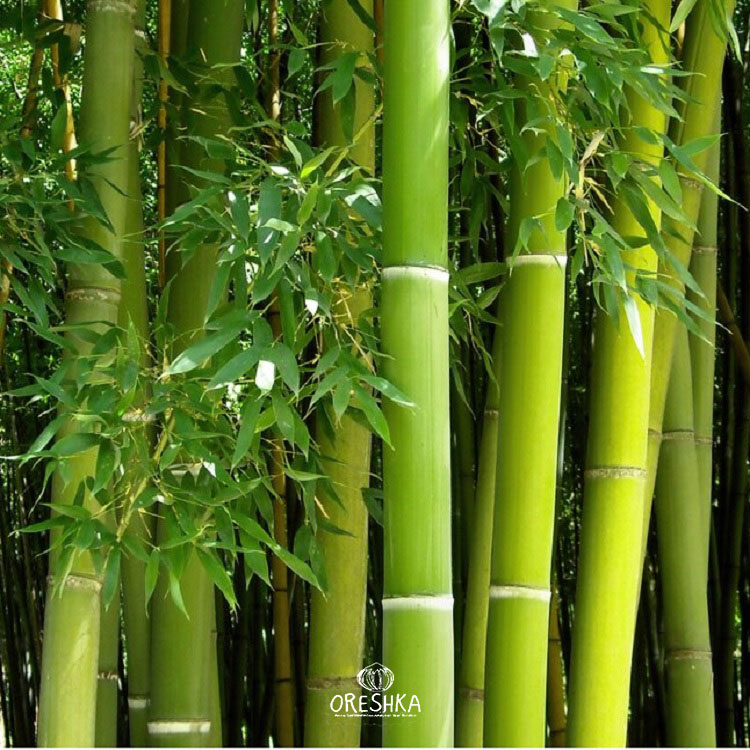 Seeds of Bamboo Calcutta (Dendrocalamus strictus) — 30 pcs