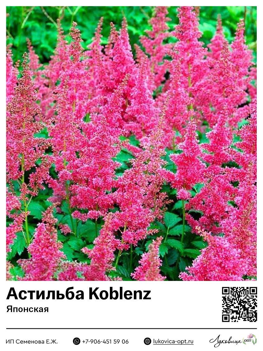 Астильба Koblenz (Японская) 1 шт