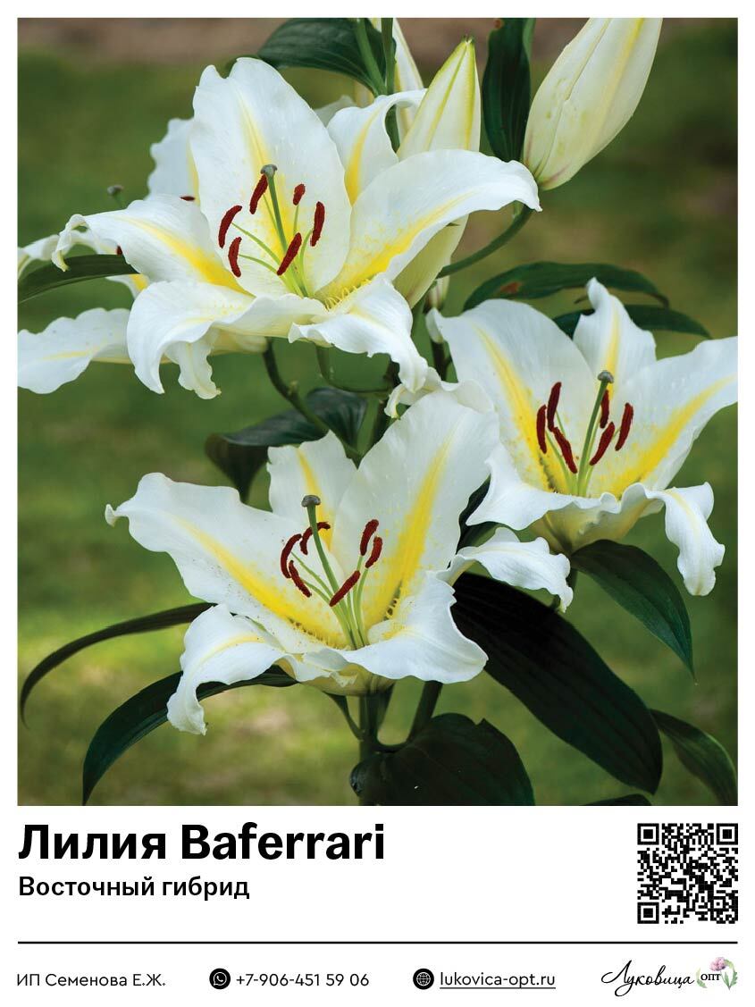 Лилия Baferrari (Восточный [ориентальный] гибрид)