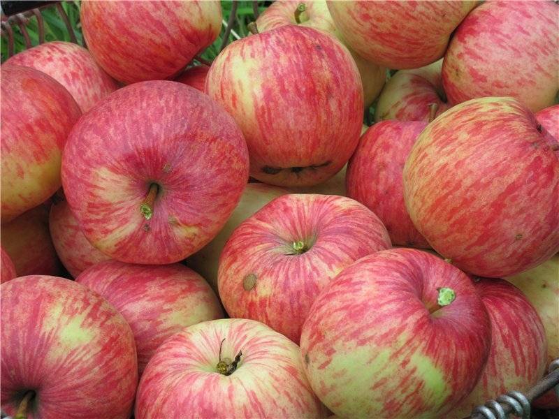 Яблоня «Бельфлер-китайка»