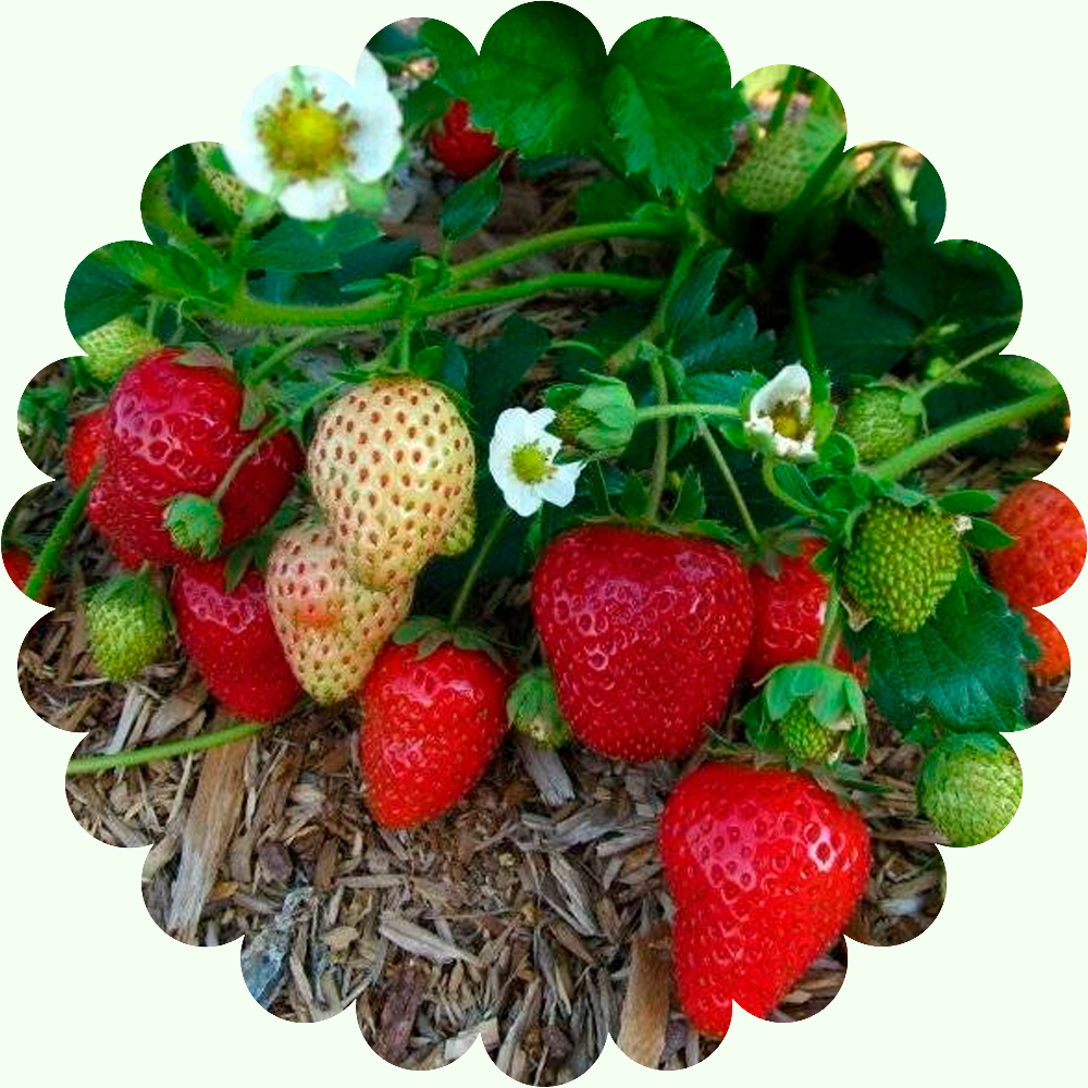 Клубника Витязь (10 шт/уп)