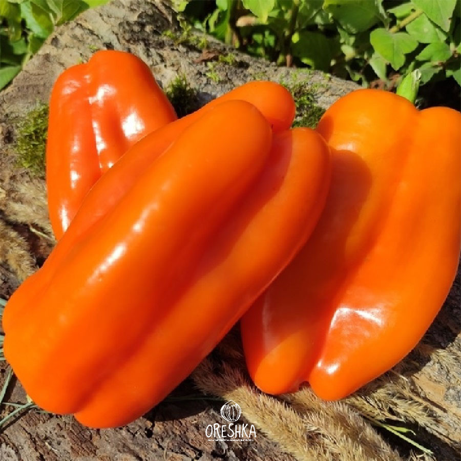 Seeds of Sweet pepper Günstling (Capsicum) — 5 pcs