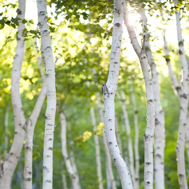 Ароматическое масло Белая береза (White Birch) от Candle Science