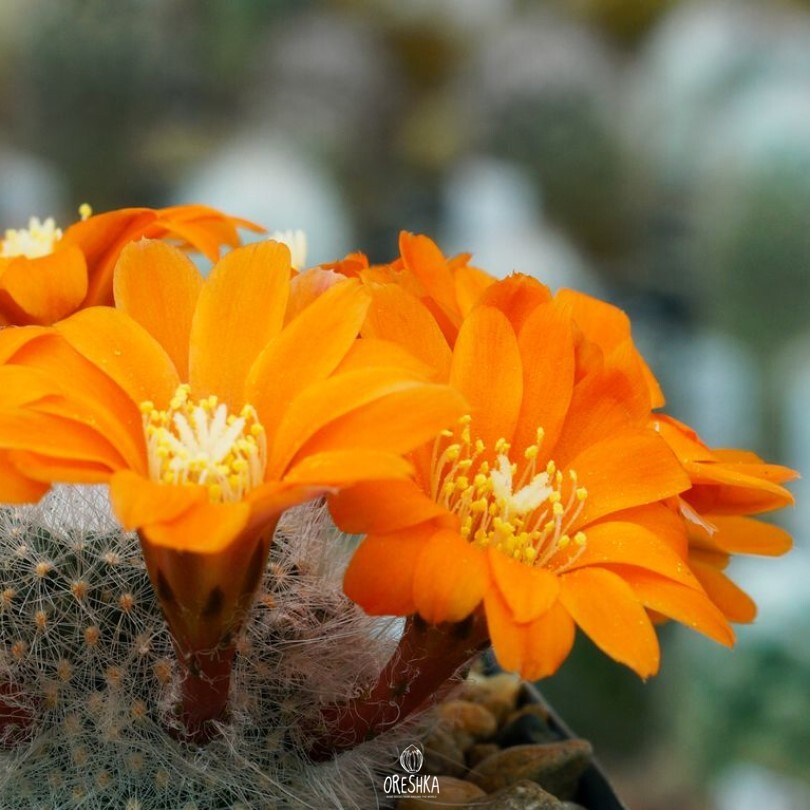 Seeds of Cactus Aylostera hoffmanii RH 281 (Aylostera hoffmanii RH 281) — 10 pcs
