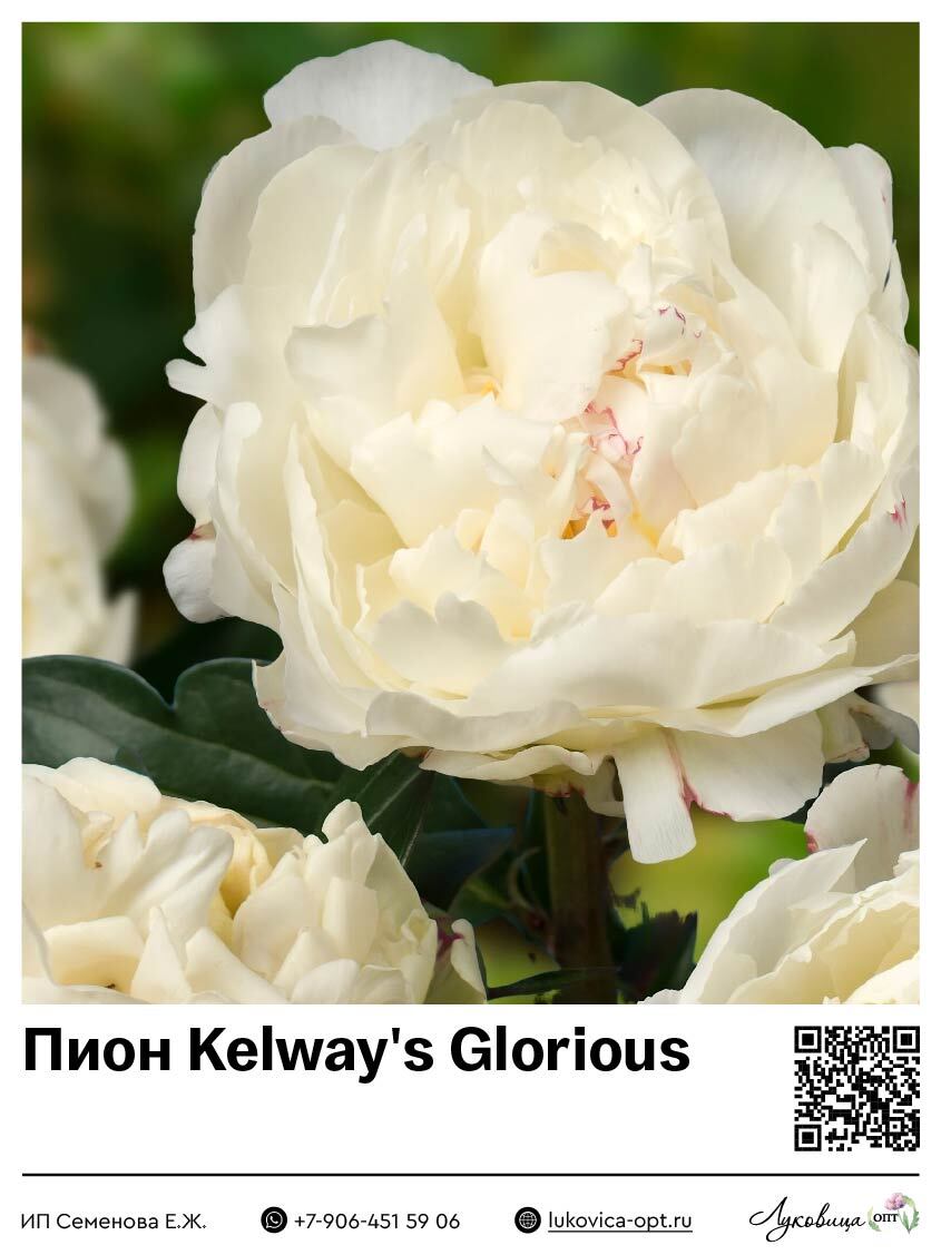 Пион Kelway's Glorious