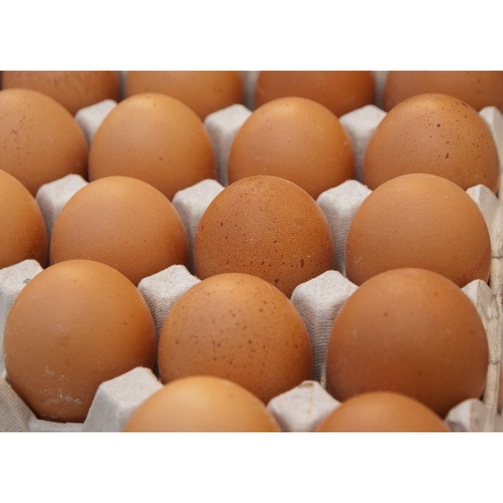 Яйцо. Яйца с1. Столовые яйца. Инкубационное яйцо Росс 308.