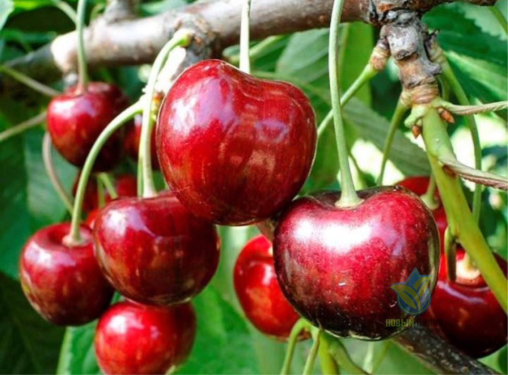 Олча гилос. Черешня ипуть дерево. Черешня гилас кокон. Черешня пирамидальная хелена. Черешня чермашная.