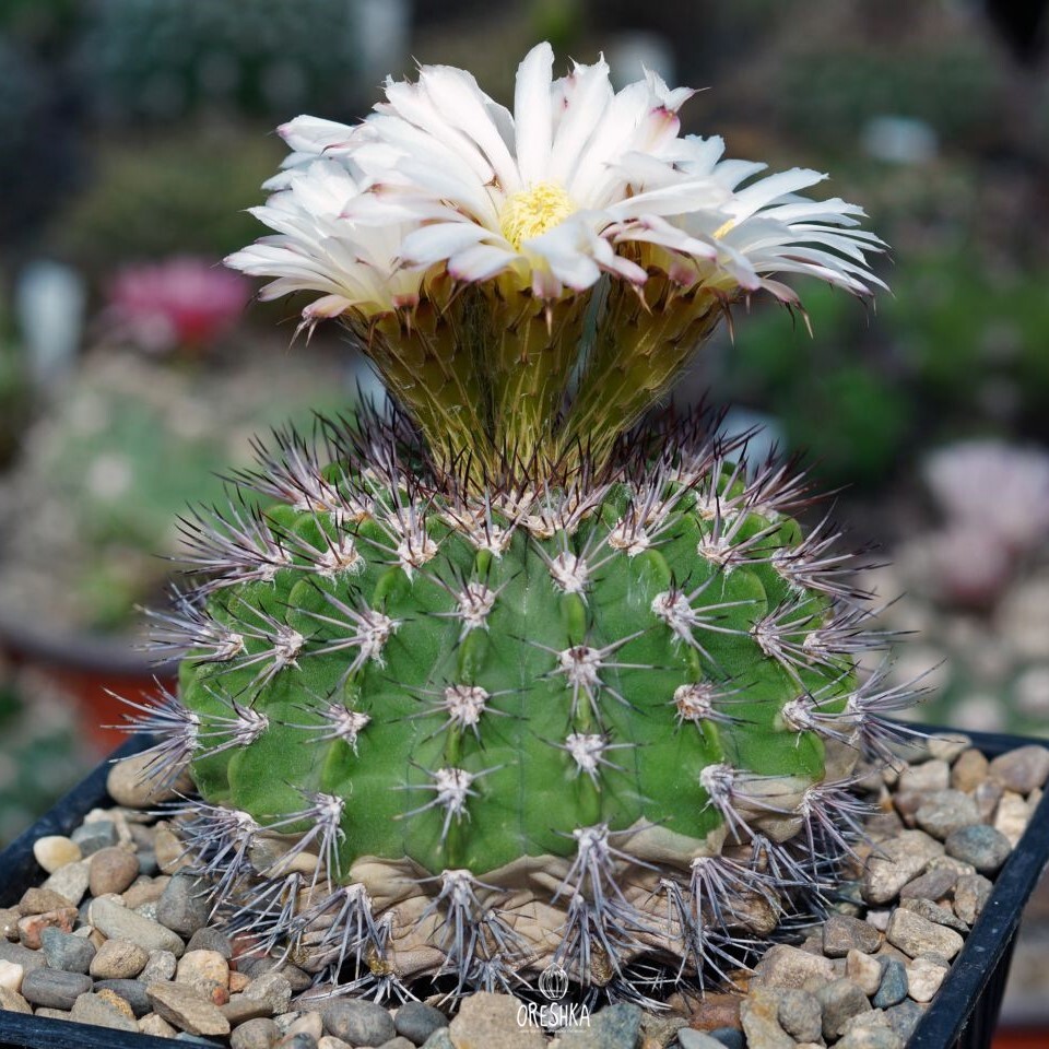 Seeds of Cactus Acanthocalycium violaceum P 110a (Acanthocalycium violaceum P 110a) — 10 pcs