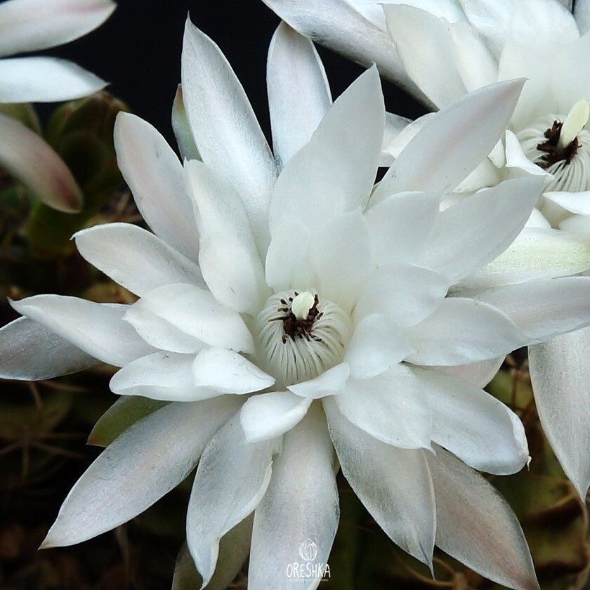 Seeds of Cactus Gymnocalycium damsii v. torulosum (Gymnocalycium damsii v. torulosum) — 10 pcs