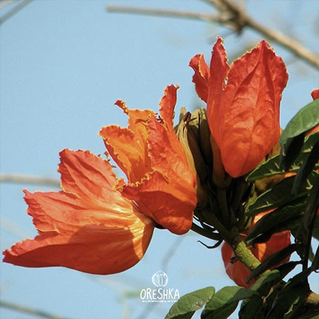 African tulip tree bark grey brown light spots tropical trunk