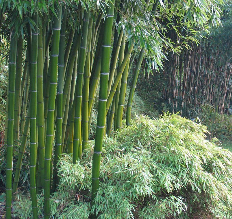 Бамбук какое растение. Бамбук Phyllostachys edulis Moso. Phyllostachys pubescens. Семена бамбука Phyllostachys pubescens. Листоколосник бамбуковый.