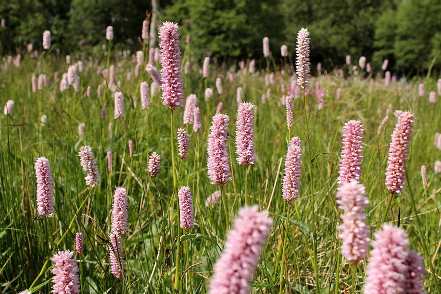 Горец змеиный / Persicaria bistorta, C3 Поиск картинок