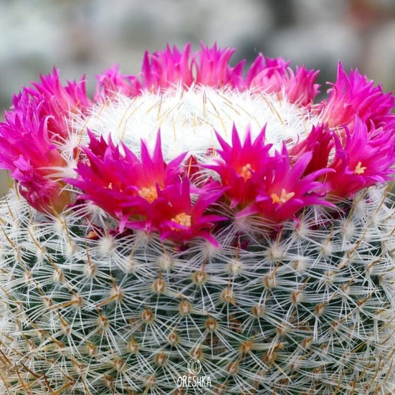 Seeds of Succulent Mammillaria donatii repp 882 (Mammillaria donatii repp 882) — 10 pcs