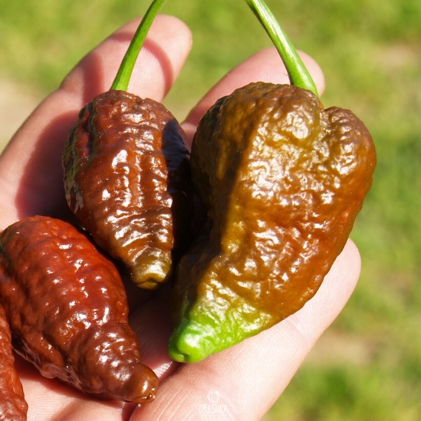Seeds of Hot pepper Apocalypse (Capsicum) — 5 pcs