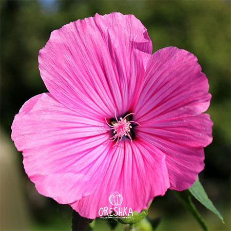 Seeds of avatera trimestris Montblanc (Lavatera) — 30 pcs