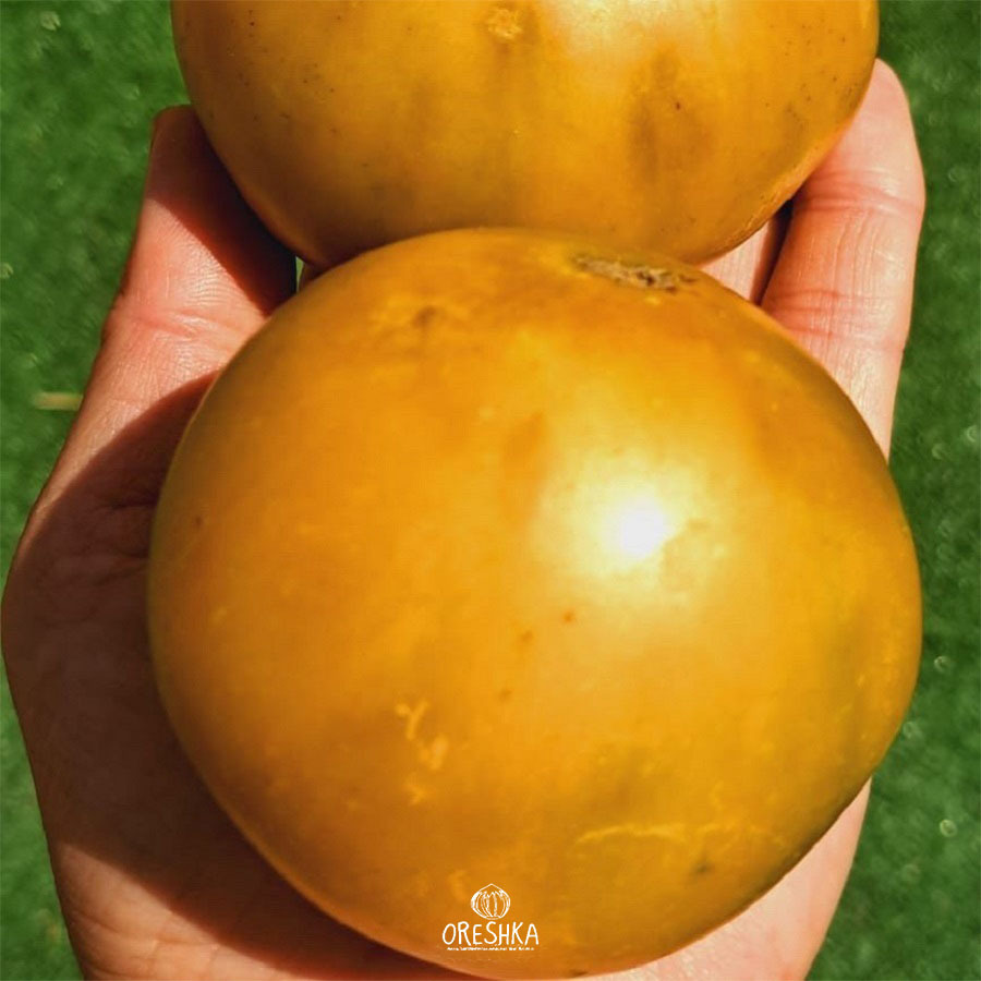 Seeds of Tomato Dwarf Parfait (solanum lycopersicum) — 10 pcs