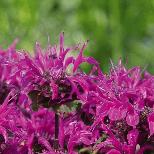 Монарда би брайт фото и описанием