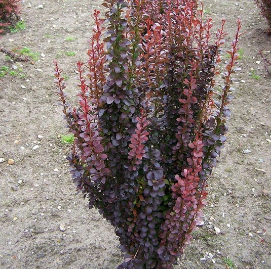 Барбарис Тунберга Ред Компакт - купить с доставкой по выгодным ценам в интернет-