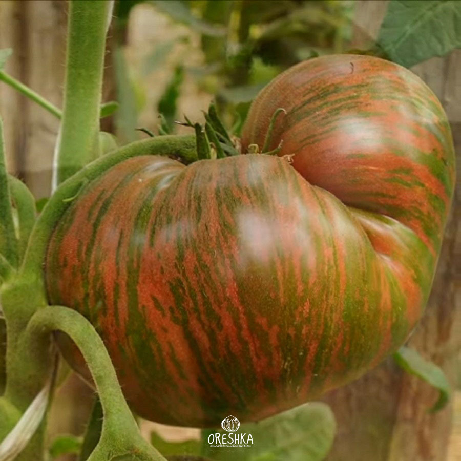 Seeds of Tomato Rebel Starfighter Blaine's Moonlight (solanum lycopersicum) — 10 pcs