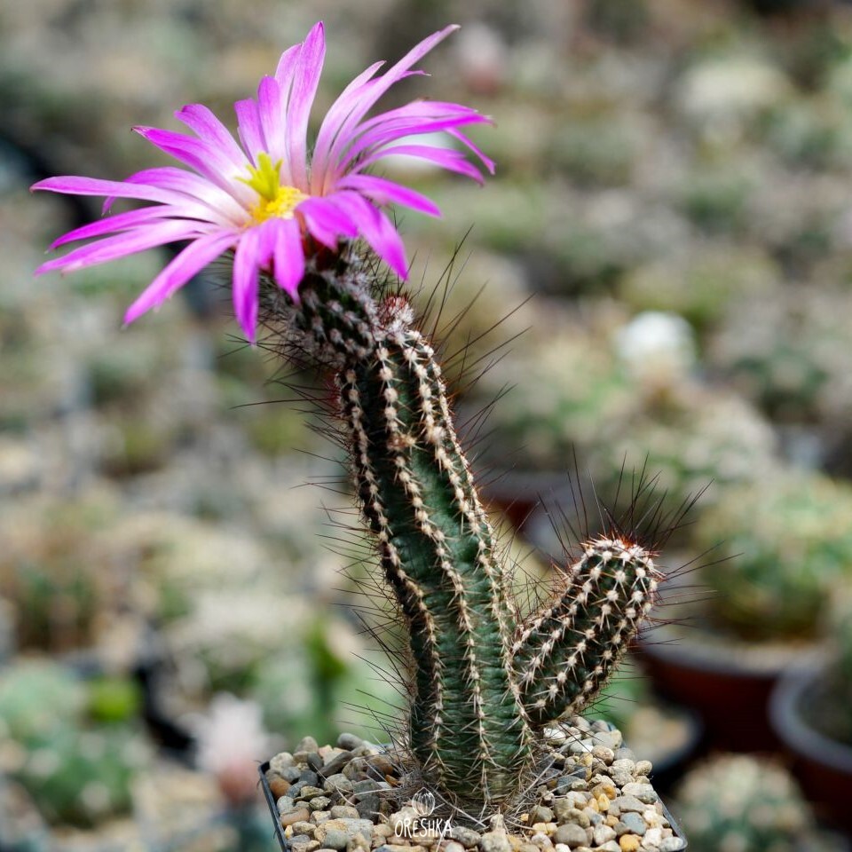 Seeds of Cactus Echinocereus palmeri SB 184 (Echinocereus palmeri SB 184) — 10 pcs