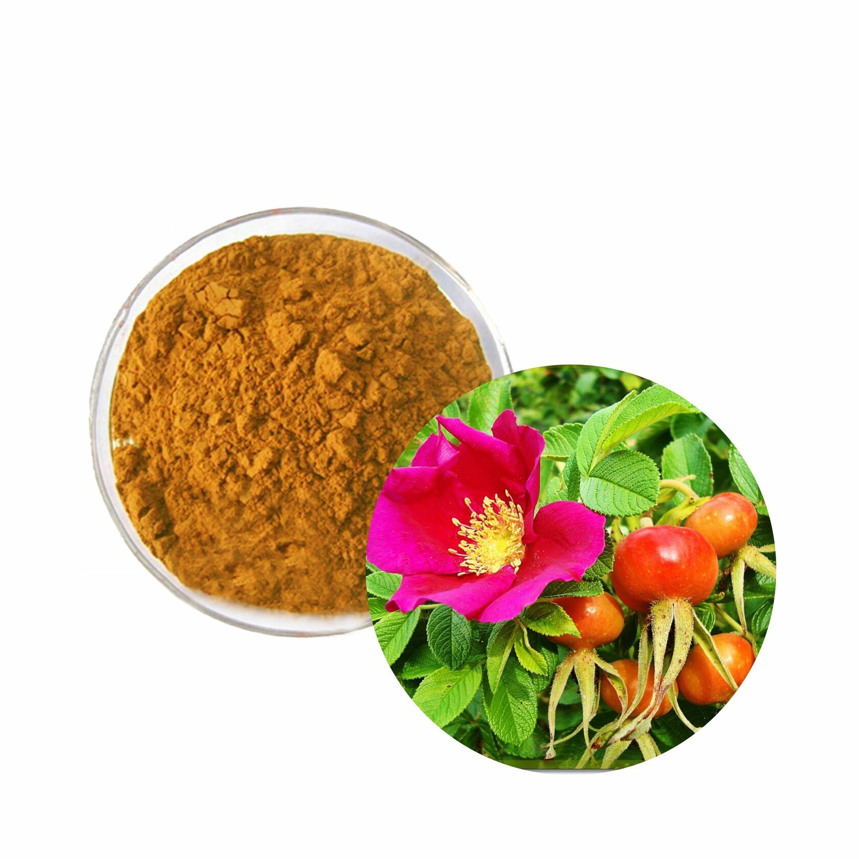 Экстракт шиповника