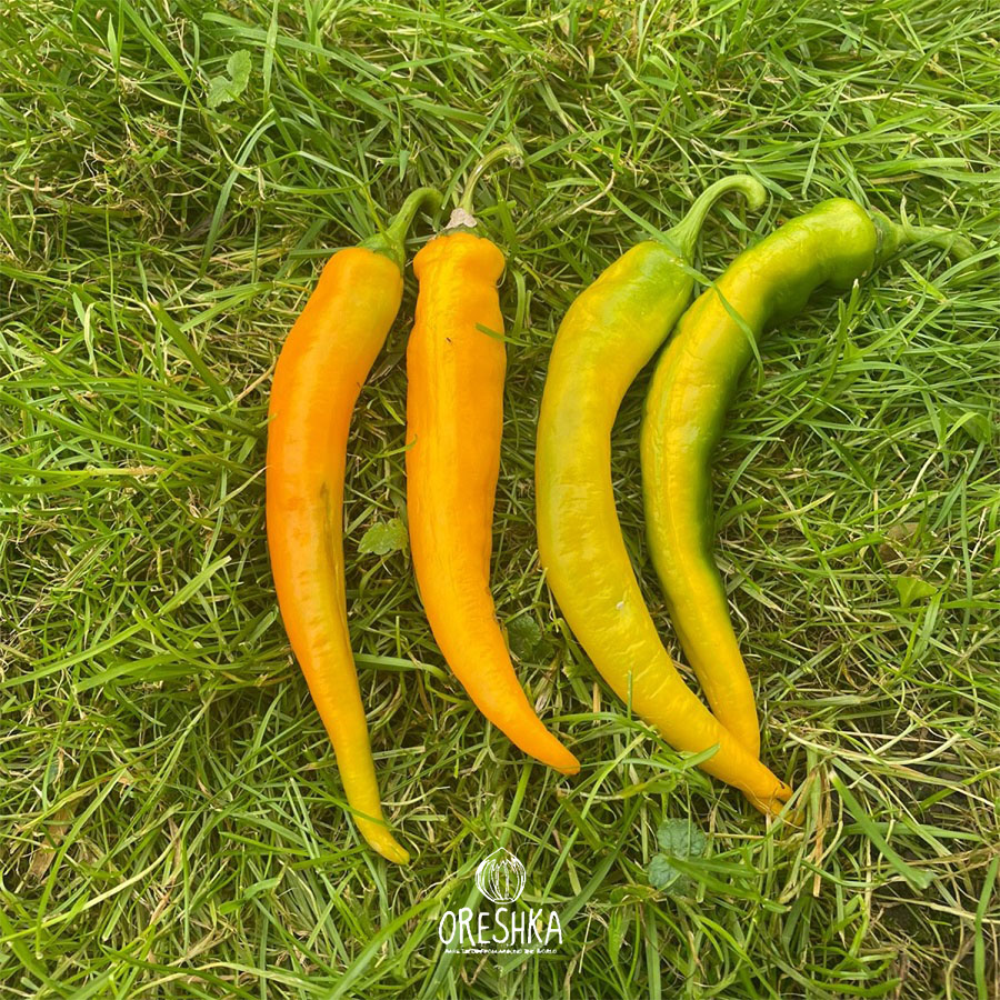 Seeds of Sweet pepper Corbaci (Capsicum) — 5 pcs